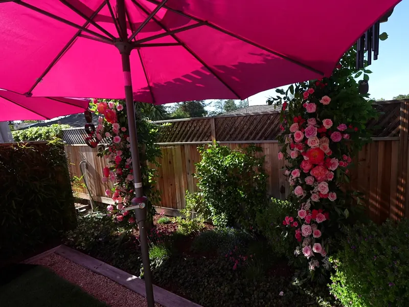 Rose floral arch and umbrella shade in an El Cerrito backyard garden