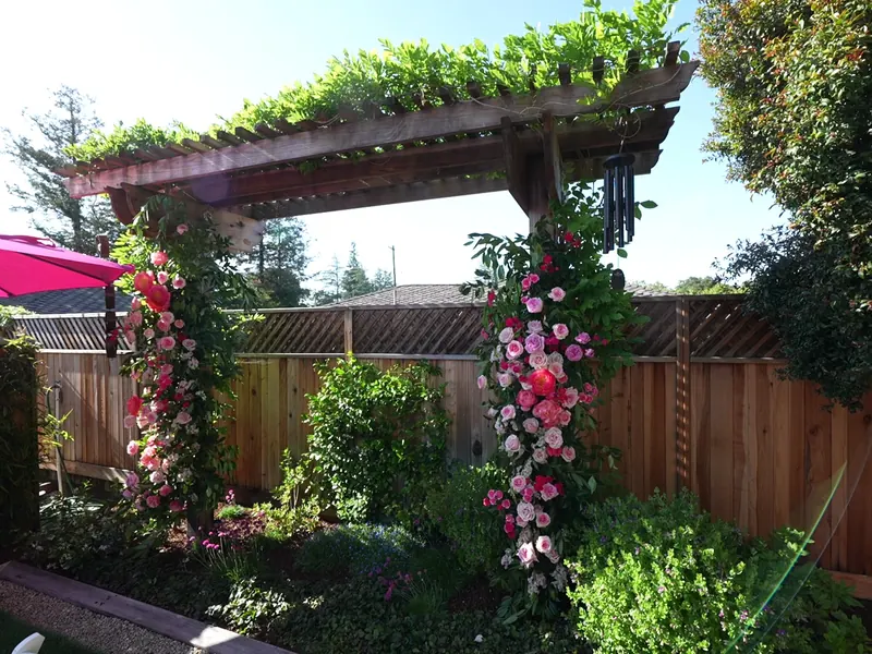 Pergola styled with a rose arch and umbrellas for an El Cerrito celebration